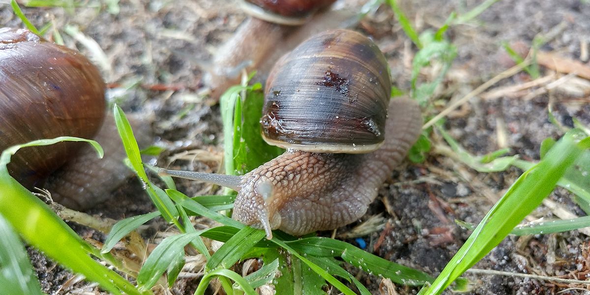 Vivre en harmonie avec les escargots et limaces au jardin