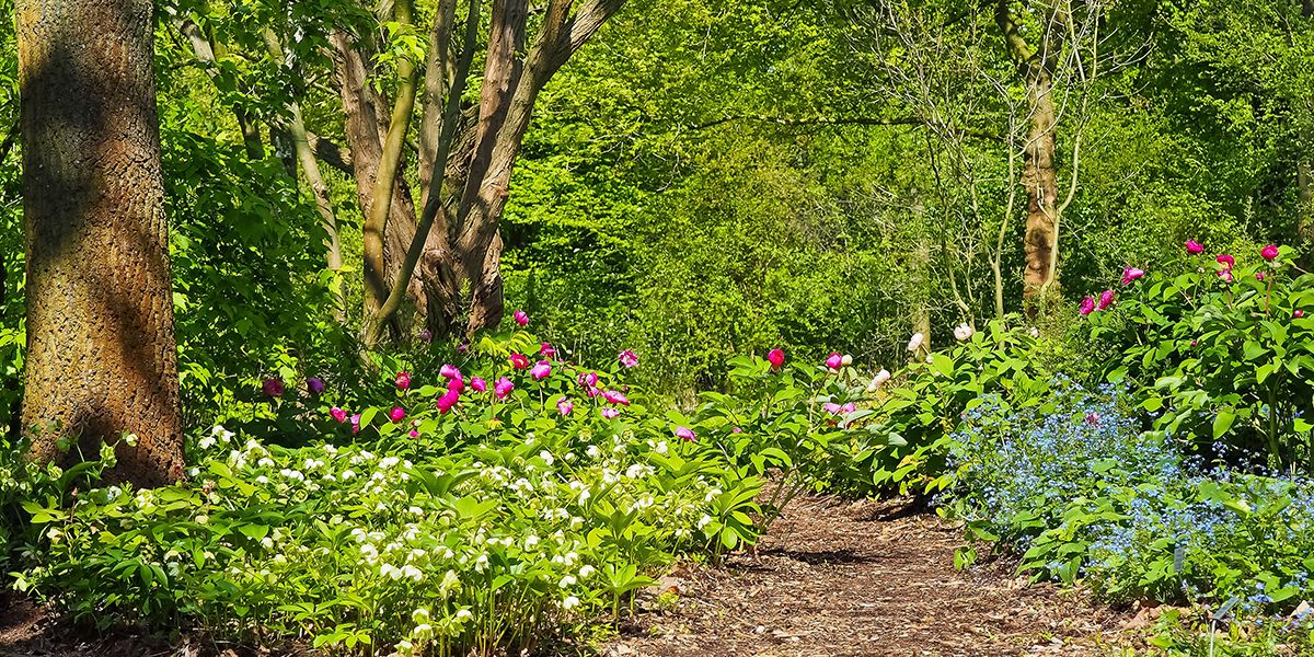 Le jardin-forêt : un nouveau modèle d'agroforesterie