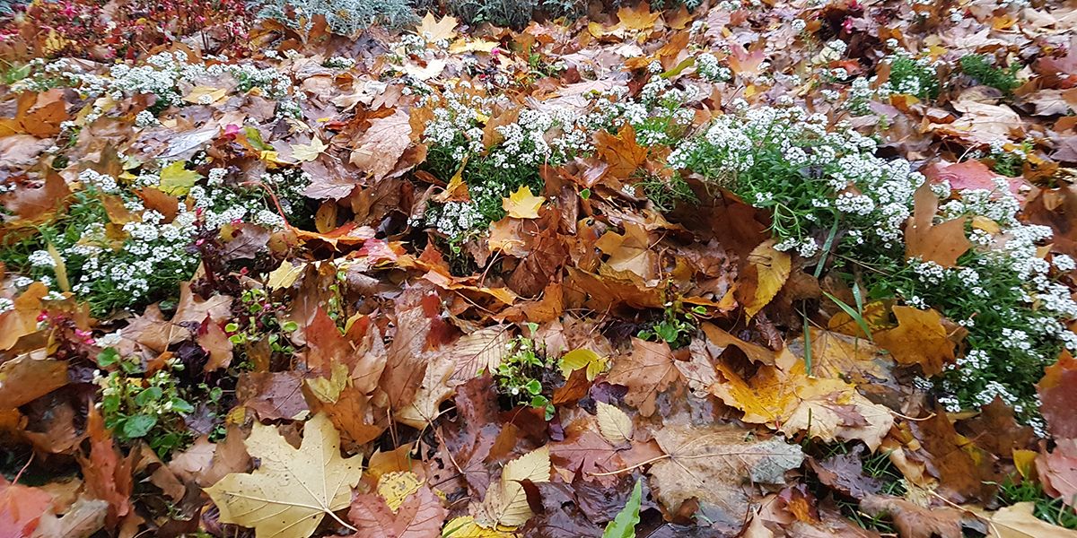 Préparer les espaces verts pour un printemps éclatant