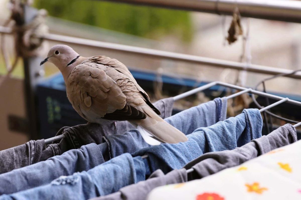 Évitez les nuisances pigeons : 5 solutions surprenantes pour votre balcon