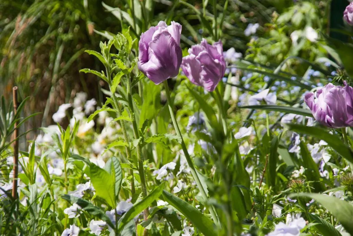 Comment choisir les fleurs selon les saisons pour un jardin éclatant