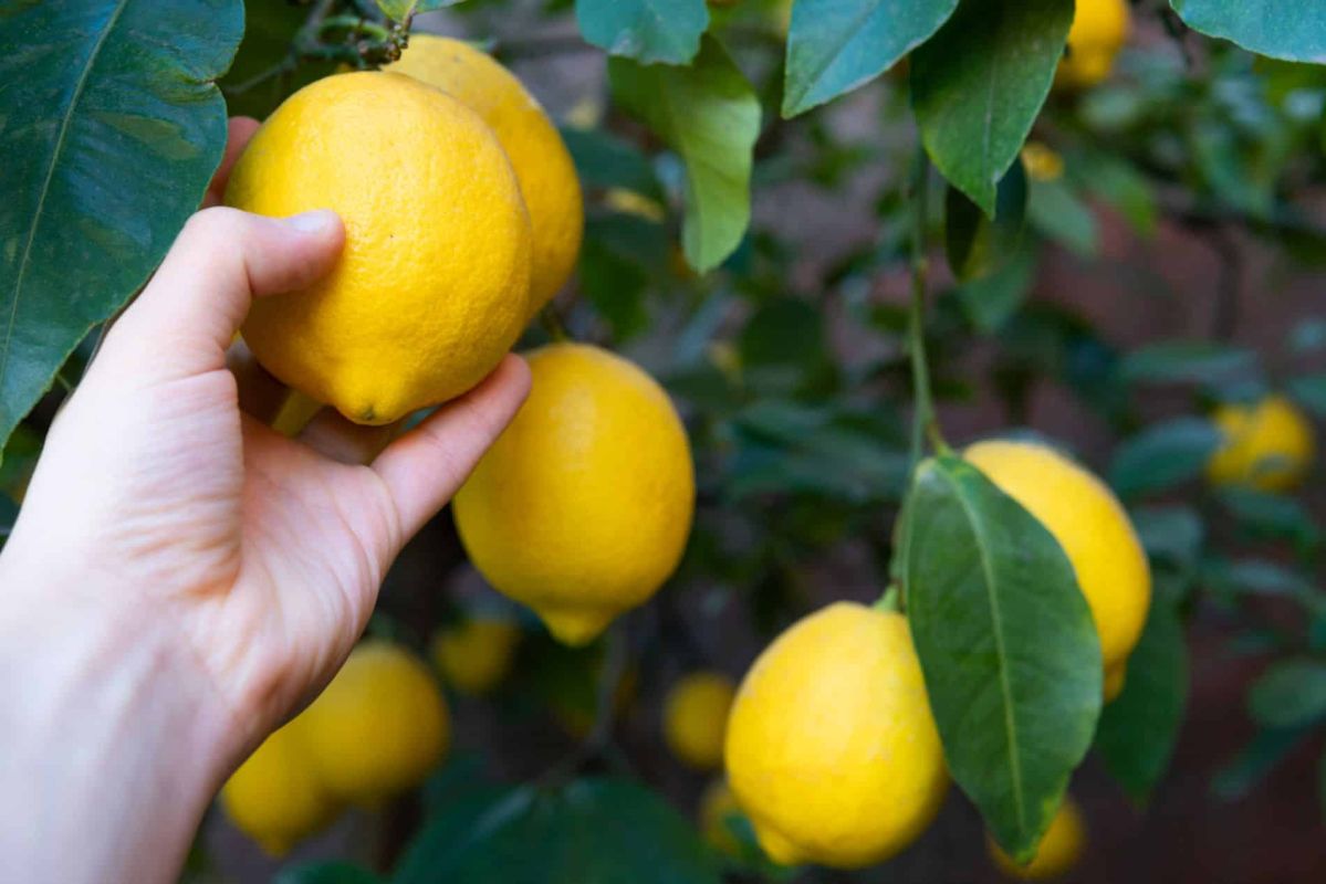 Testez votre citronnier : les clés pour réussir sa fructification cette année