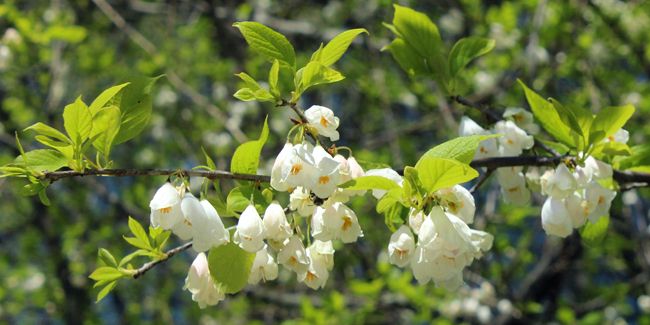 Arbre aux cloches d'argent (Halesia carolina), l'élégante merveille du jardin