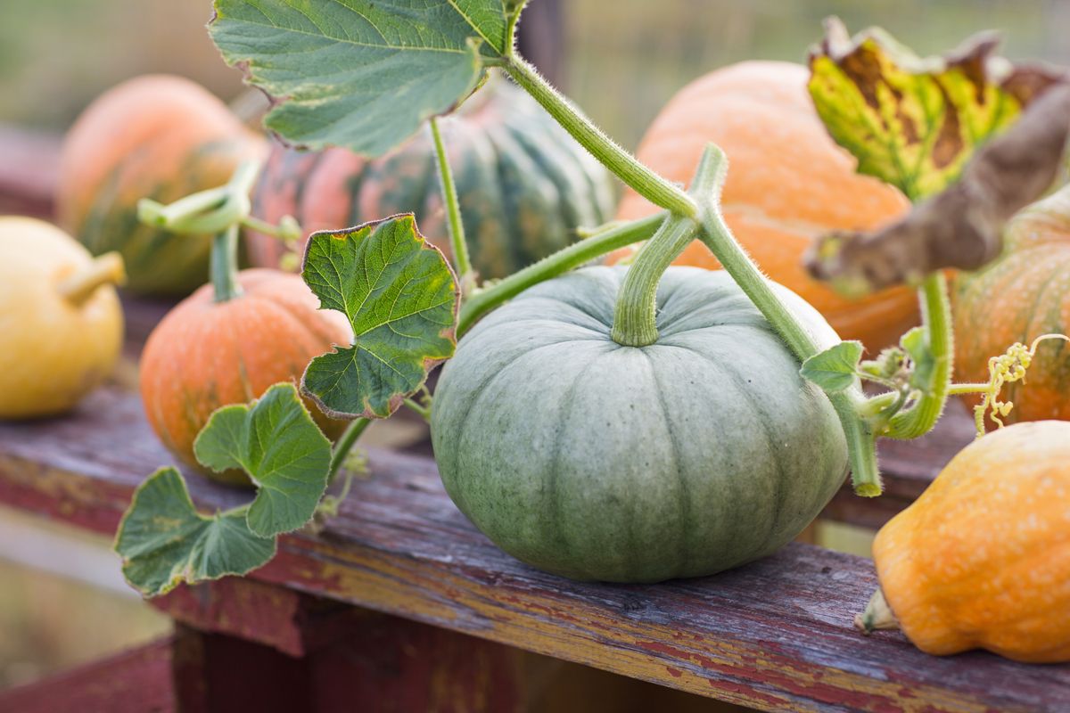 Les courges délicieuses ou dangereuses : comment faire la différence