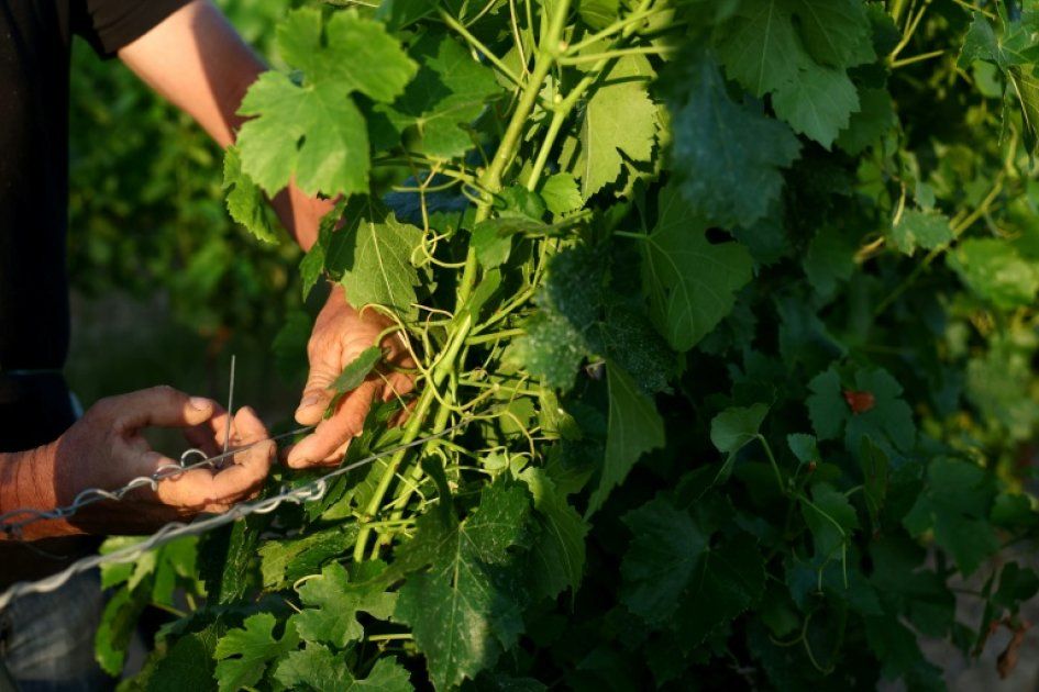 Canicule : quand la chaleur plonge l'agriculture française dans la tourmente