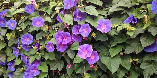 À la découverte de l'ipomée, la beauté volubile de nos jardins