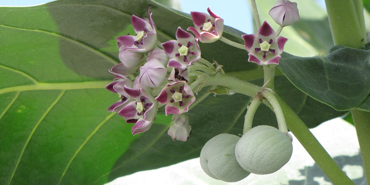 Pommier de Sodome (Calotropis procera), pour les régions arides