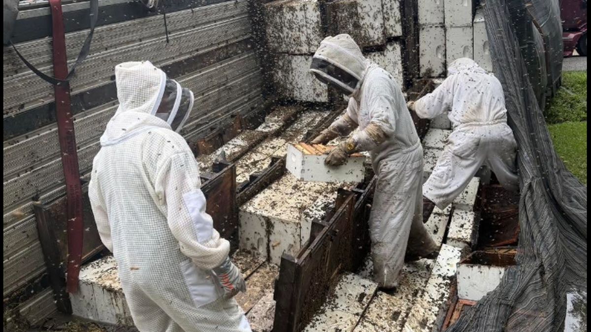 Des millions d'abeilles s'échappent après le chavirement d'un camion au Texas