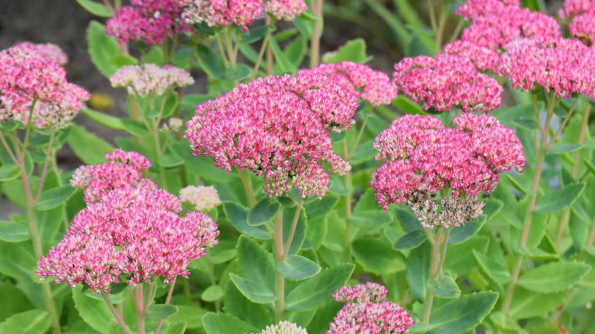Des conseils pratiques pour faire fleurir et multiplier vos sedums