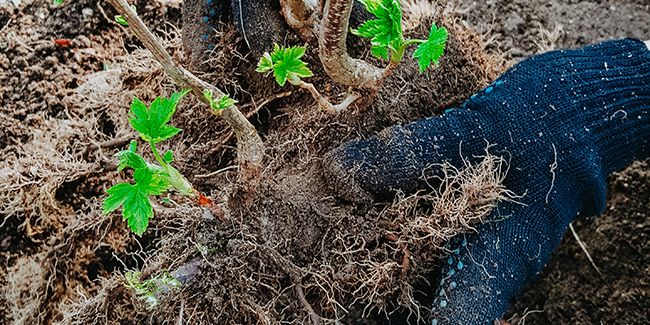 Planter un pied de cassis : quand et comment ?