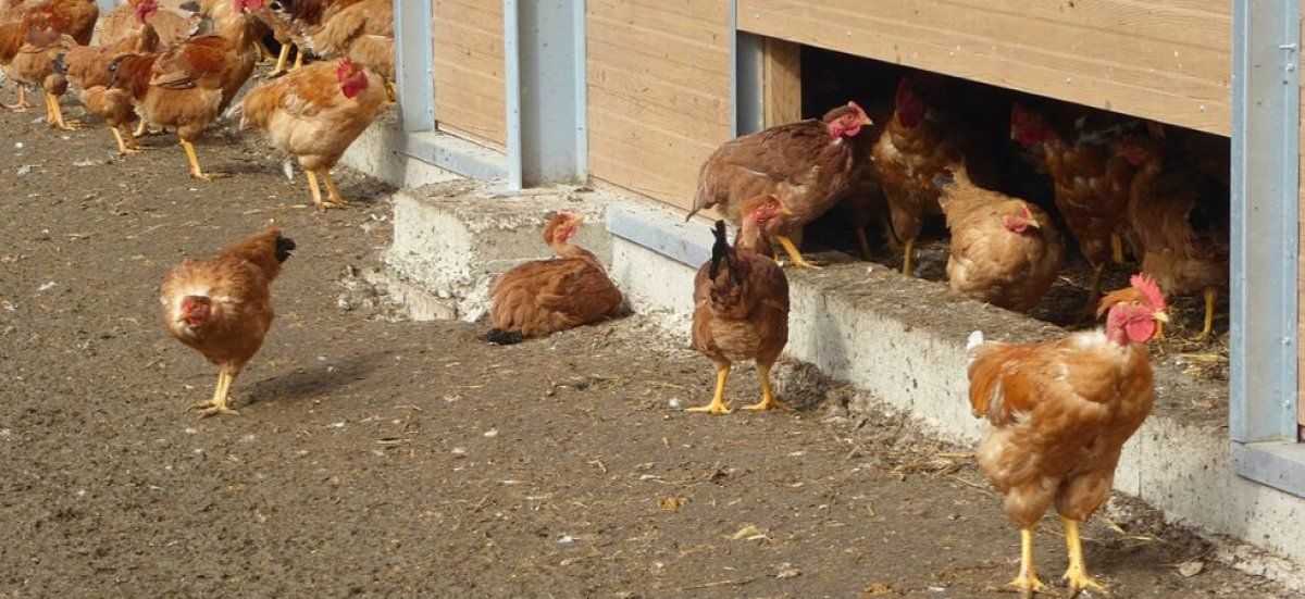 Des conditions climatiques critiques entraînent la mort de 2 200 poulets en Vendée