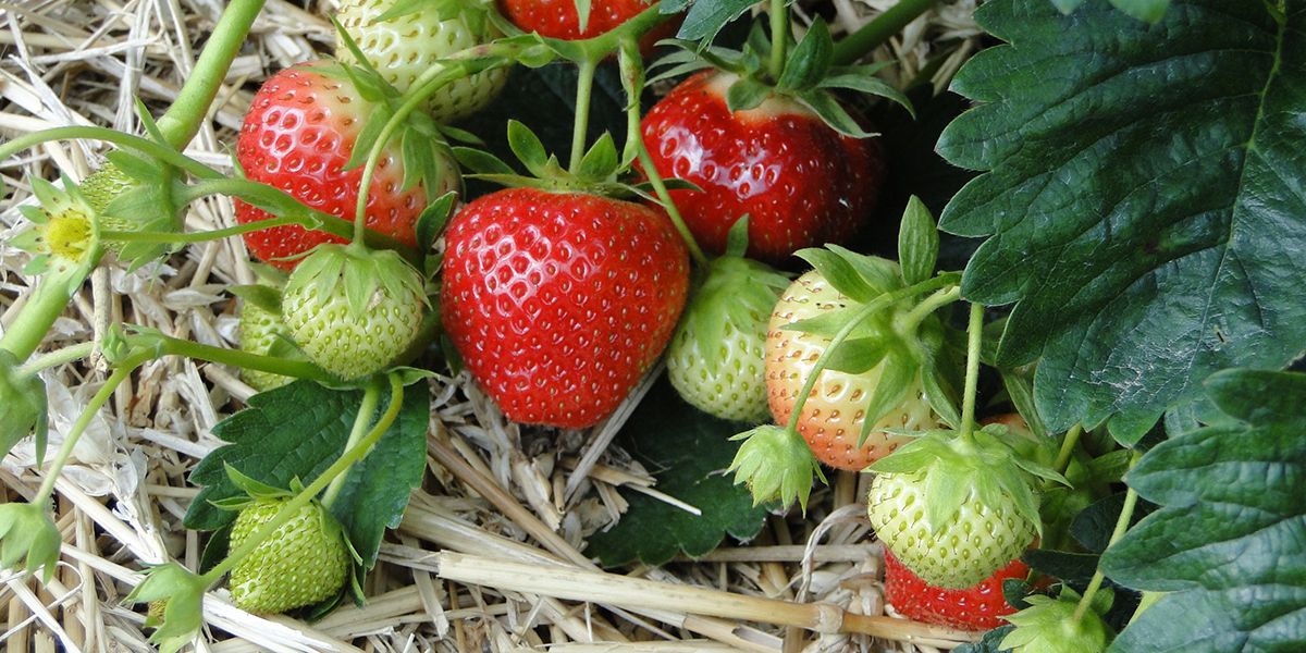 Les fraises à planter : un guide pour les jardiniers en herbe