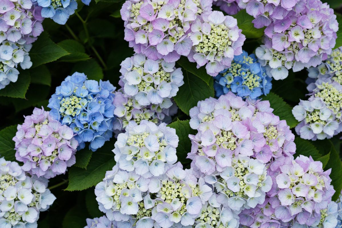 Découvrez l'hortensia idéal pour transformer votre jardin en un véritable tableau floral