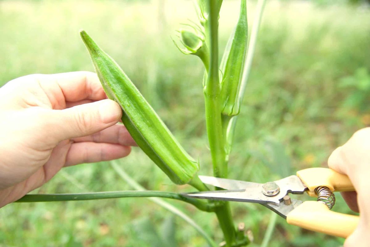 Un légume d'Asie qui chamboule le jardin : découvrez le gombo
