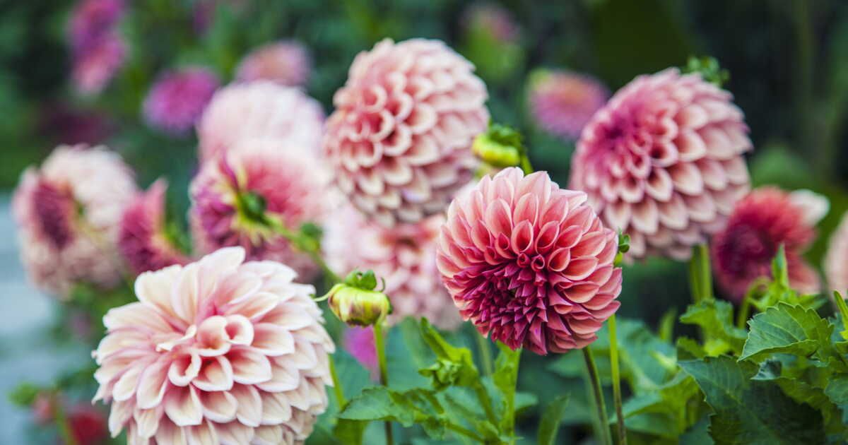 Secrets pour prolonger la floraison des dahlias
