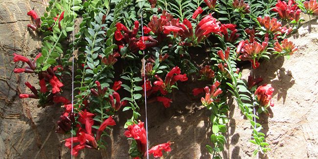 Columnéa : des fleurs éblouissantes pour sublimer votre intérieur
