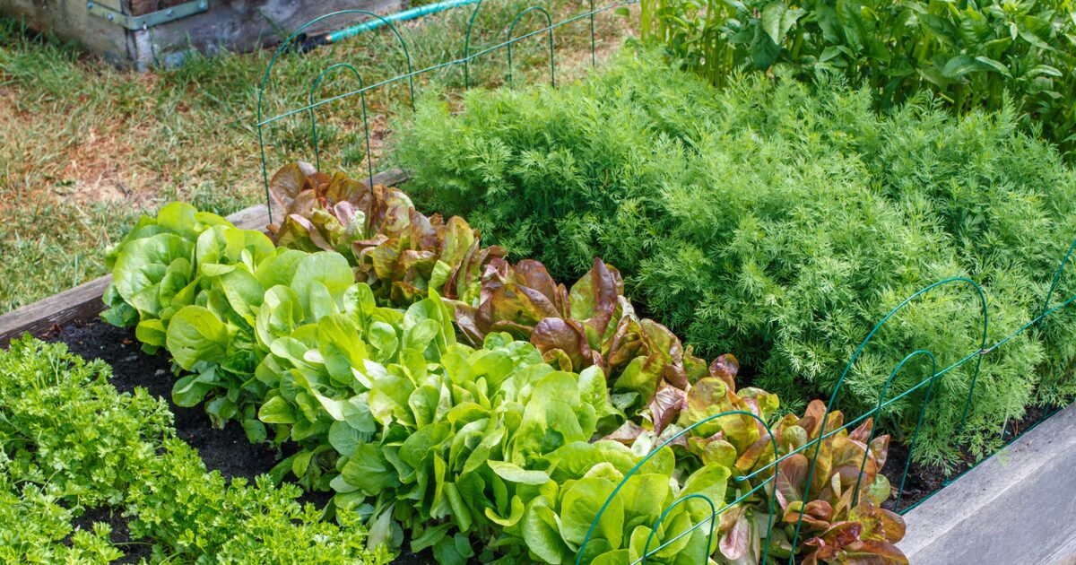 Des insecticides maison pour un jardin sain