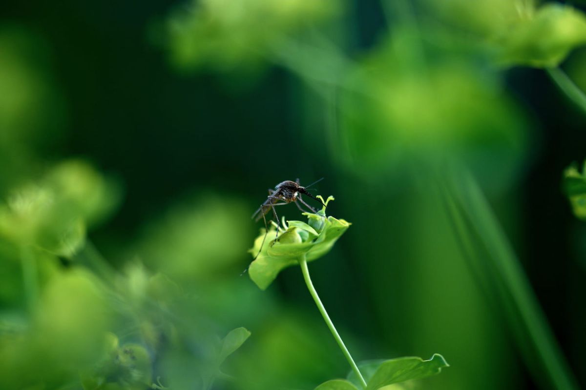 L'été sans moustiques : la plante à adopter d'urgence