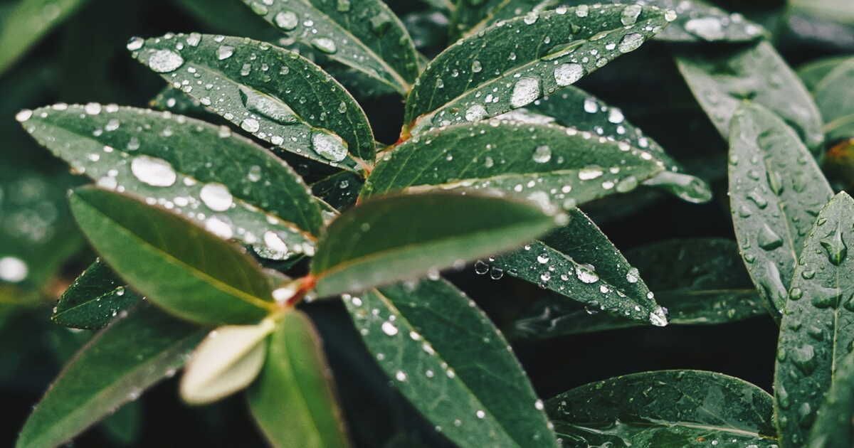 un accessoire à moins de 30 euros pour optimiser votre récupérateur d'eau de pluie