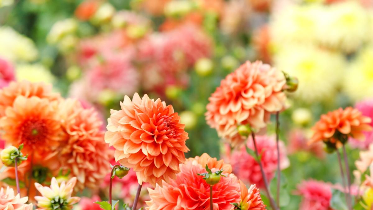 Le guide ultime pour planter des bulbes de printemps et embellir votre été