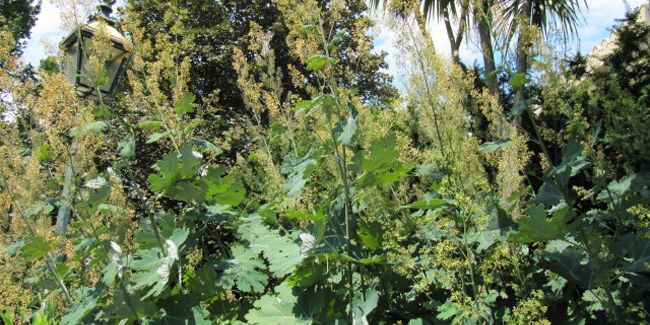 Démystification de la bocconie cordée, cette plante fascinante