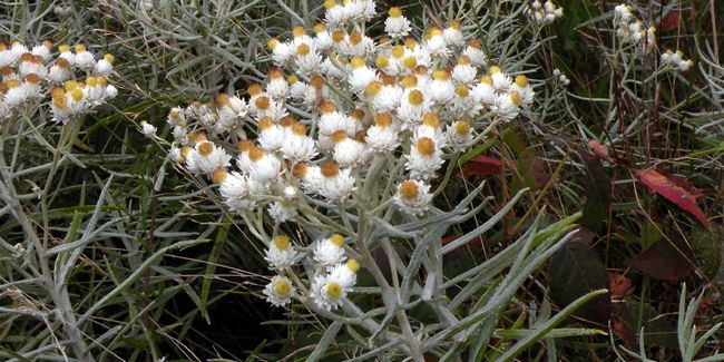 Immortelle d'argent (Anaphalis margaritacea) ou bouton d'argent