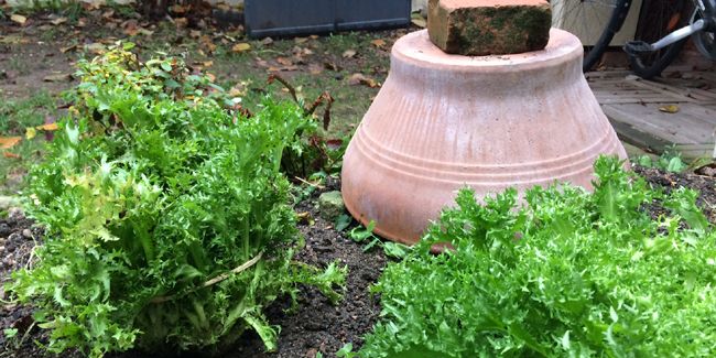 Les secrets du blanchissement des salades d’hiver révélés