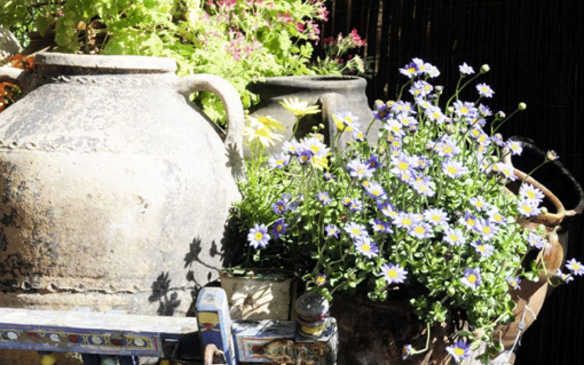 Des plantes pour sublimer votre extérieur