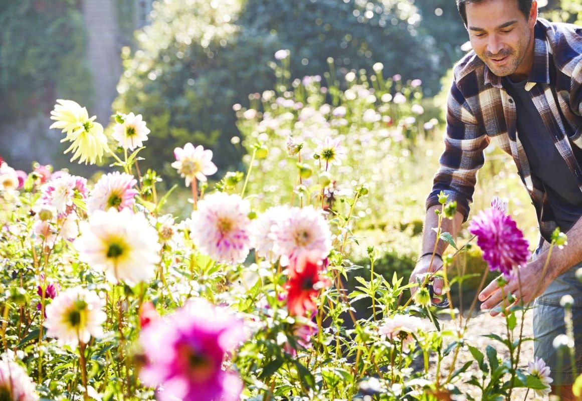 Découvrez le secret des dahlias florissants : les astuces des anciens jardiniers