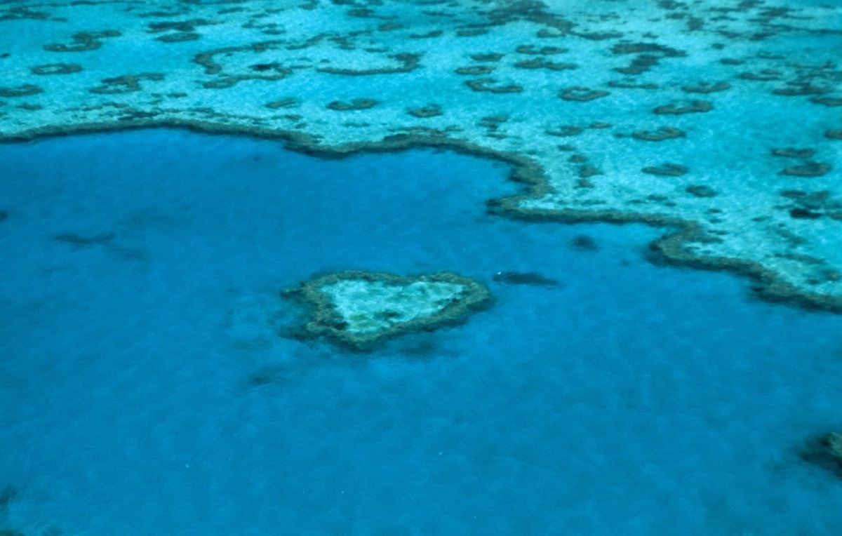 La Grande Barrière de corail : état préoccupant, mais pas classée en péril par l'Unesco