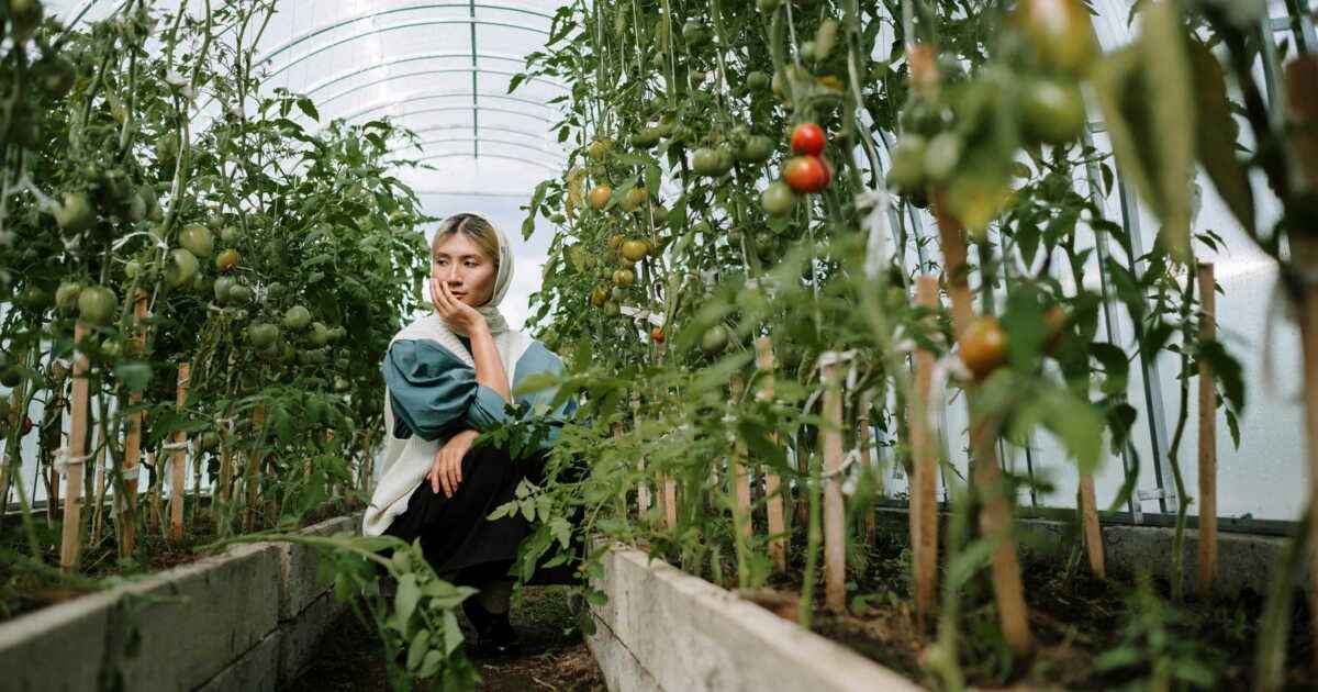 Des tomates cerises à profusion : les conseils d'un expert en permaculture