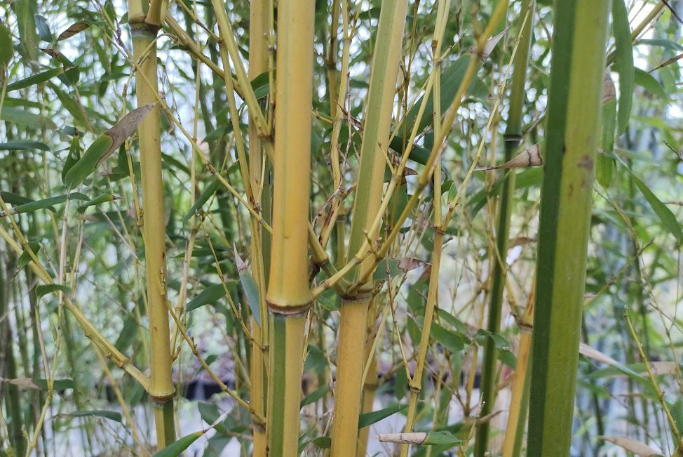 les secrets du bambou : pourquoi ses feuilles jaunissent et comment agir