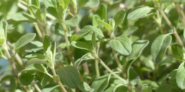 Marjolaine (Origanum majorana) : une plante aromatique aux multiples atouts