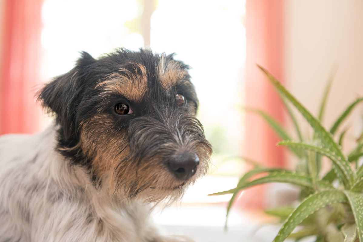 Des plantes séduisantes mais mortelles pour vos animaux : le guide essentiel
