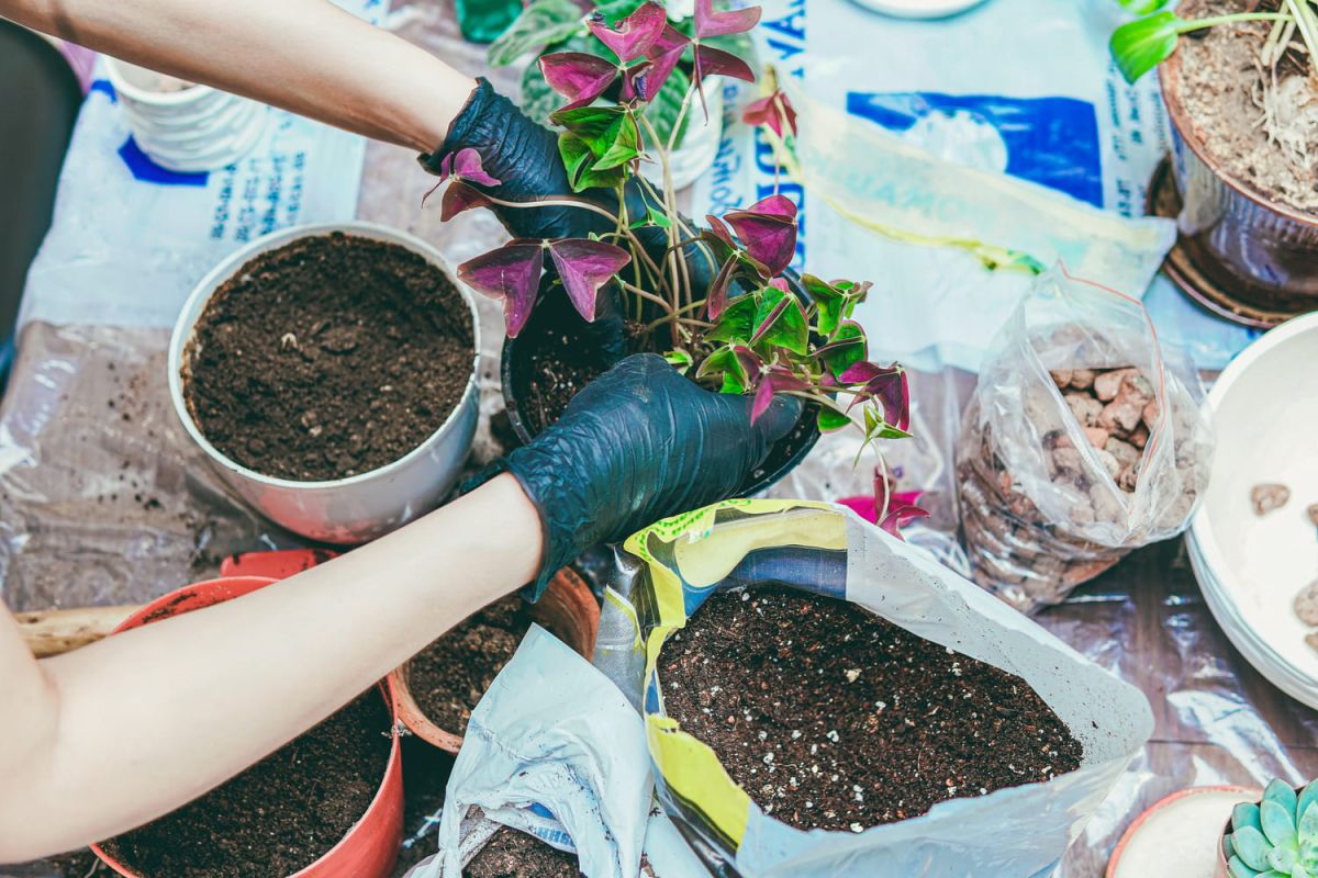 Choisir le bon terreau pour des plantes éclatantes