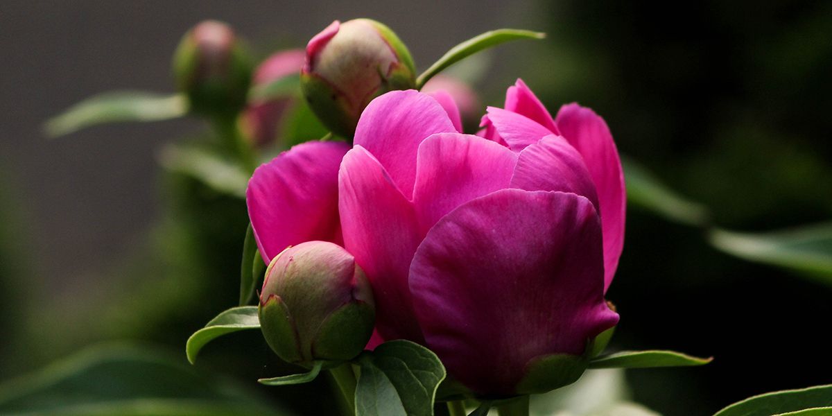 Émerveillement floral : tout savoir sur la pivoine herbacée