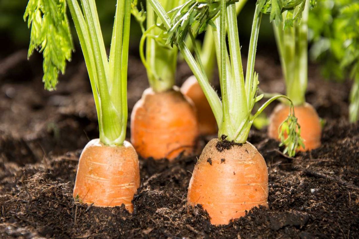 Cultiver des carottes : astuces et conseils pour une récolte réussie