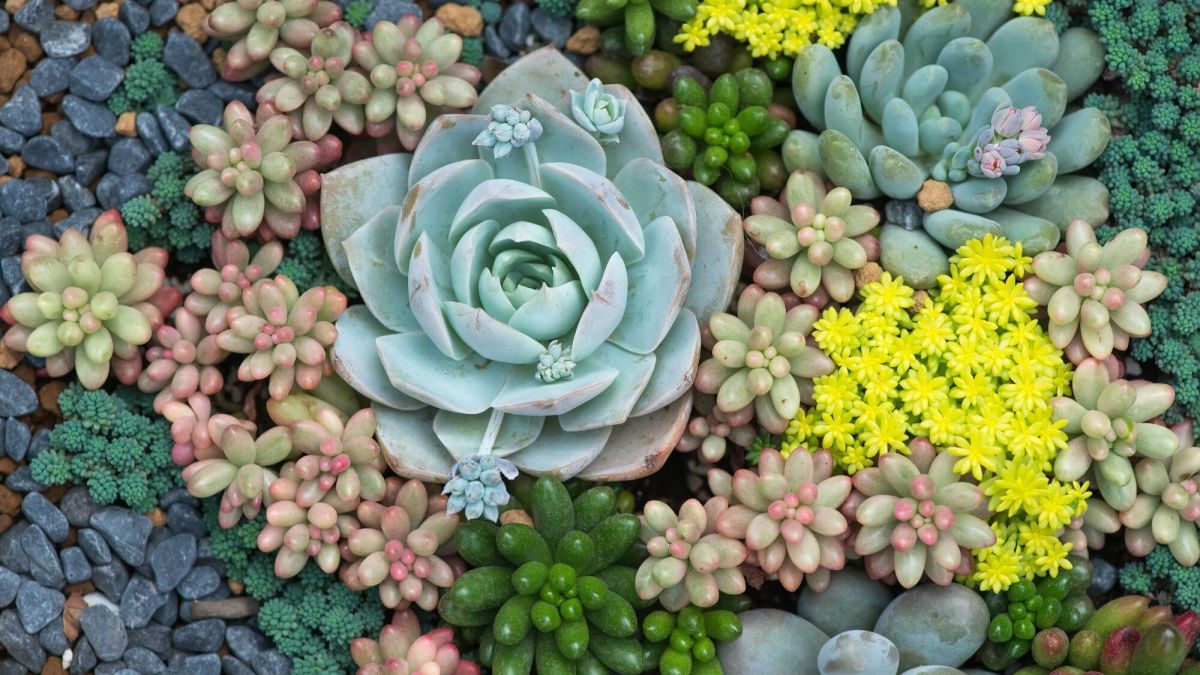Cultiver facilement des succulentes : conseils essentiels pour un jardin florissant