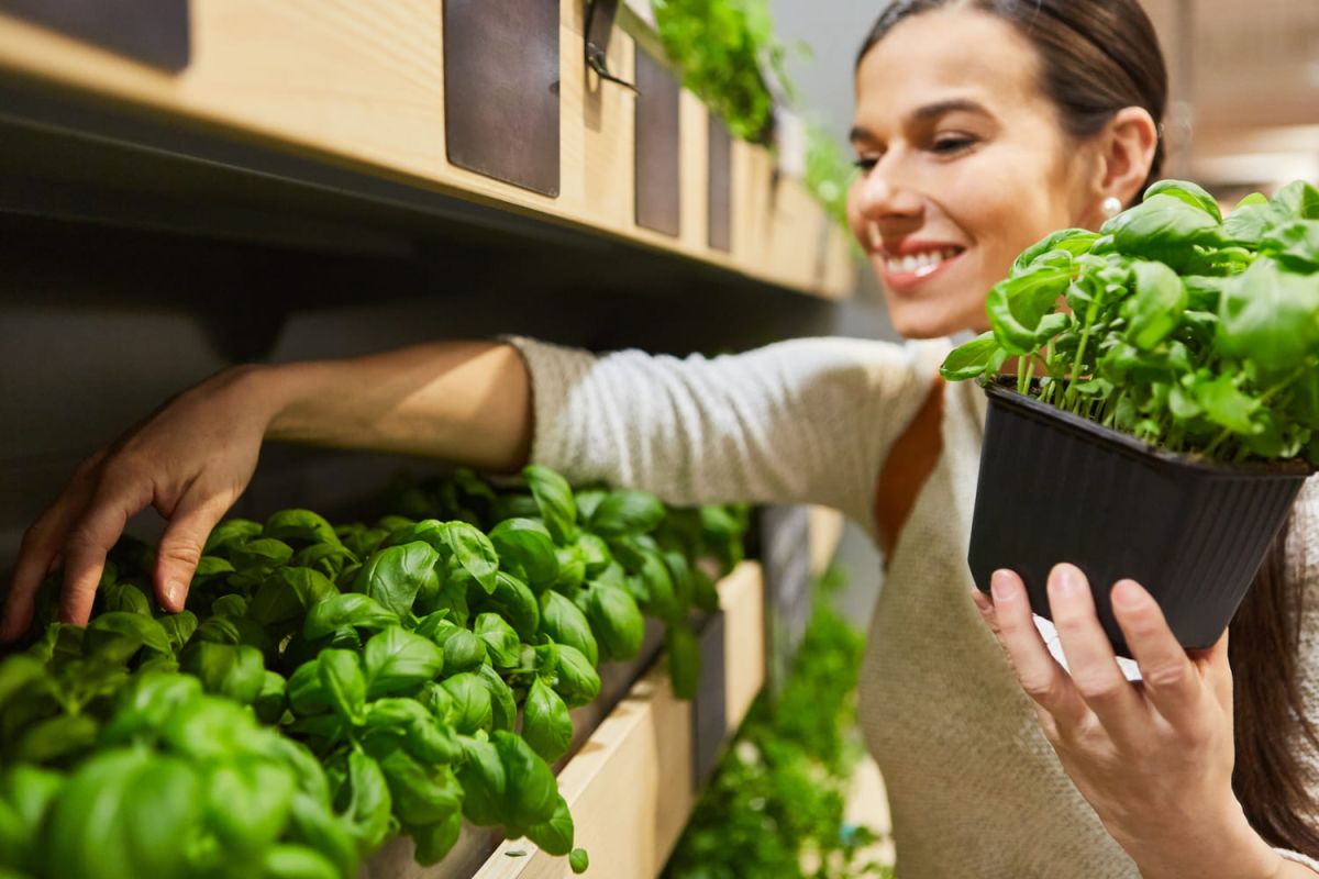 Pour conserver le basilic du supermarché, oubliez pas ce geste du jardinier
