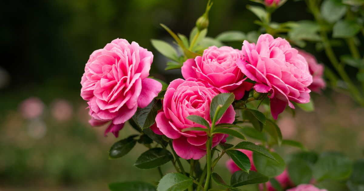 Les secrets pour réussir la plantation de vos rosiers en pleine terre