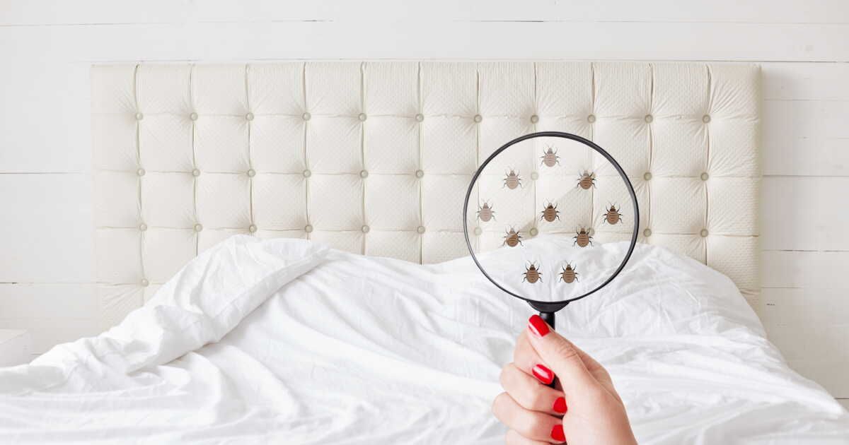 Échapper aux punaises de lit : 5 pièges à éviter