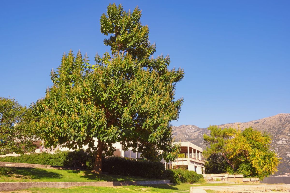 Découvrez le paulownia, cet arbre prodige à croissance fulgurante