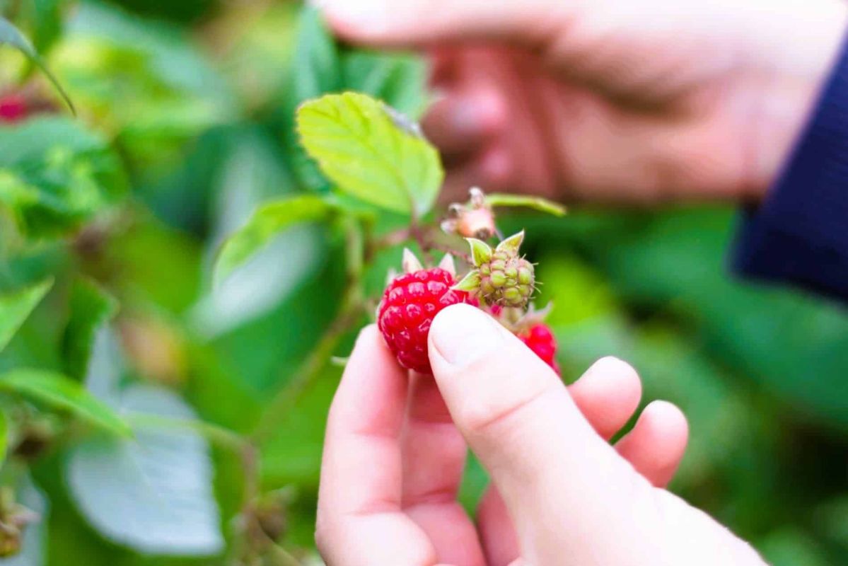 Le secret des jardiniers pour booster vos framboises : découvrez cet ingrédient magique !