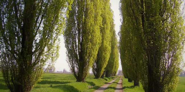 Le peuplier, un arbre majestueux à découvrir