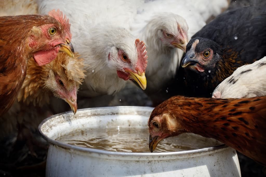 Canicule : le désespoir des agriculteurs face à la souffrance animale