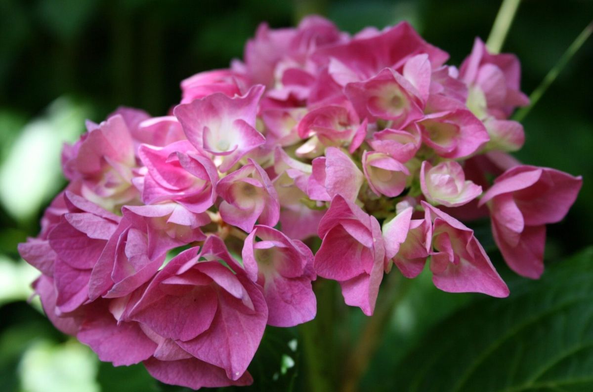 Des hortensias éclatants : 6 astuces pour réussir leur culture