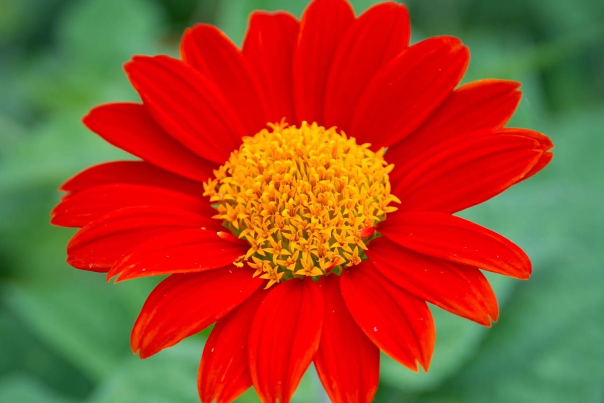 Le cosmos : une beauté à chérir dans votre jardin