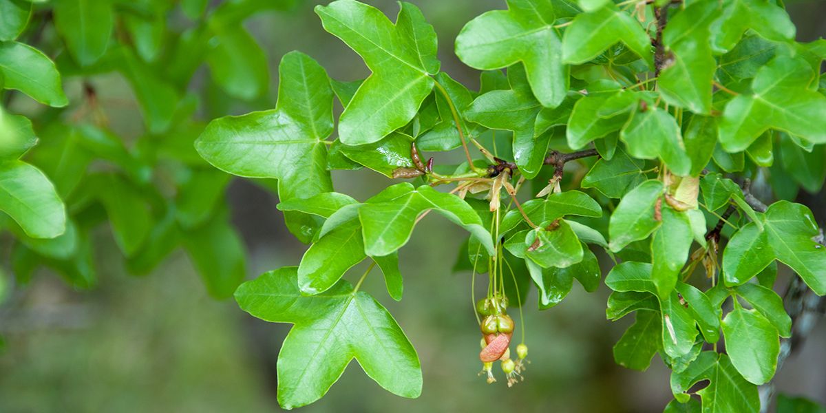 L'érable de Montpellier : un arbre résistant aux sécheresses à découvrir