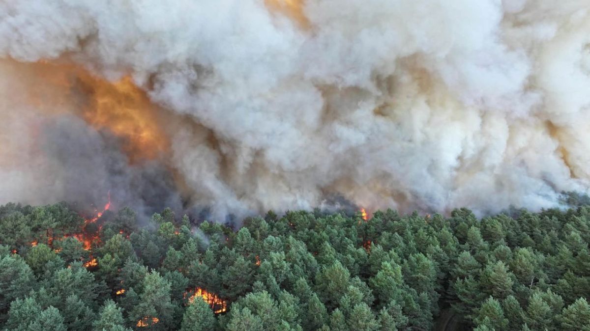 Des larmes pour notre forêt : Fontainebleau au cœur des incendies dévastateurs en France