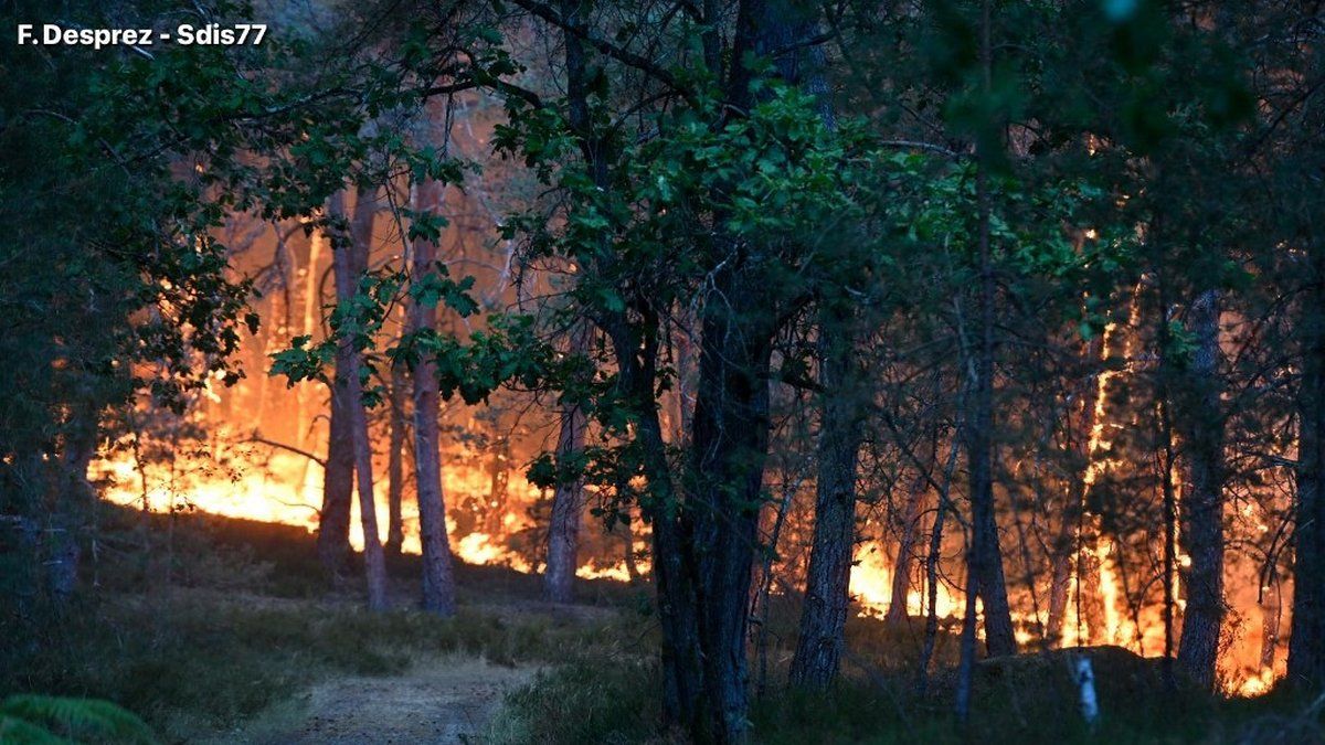 Incendies dévastateurs : l'état d'urgence dans plusieurs régions en France